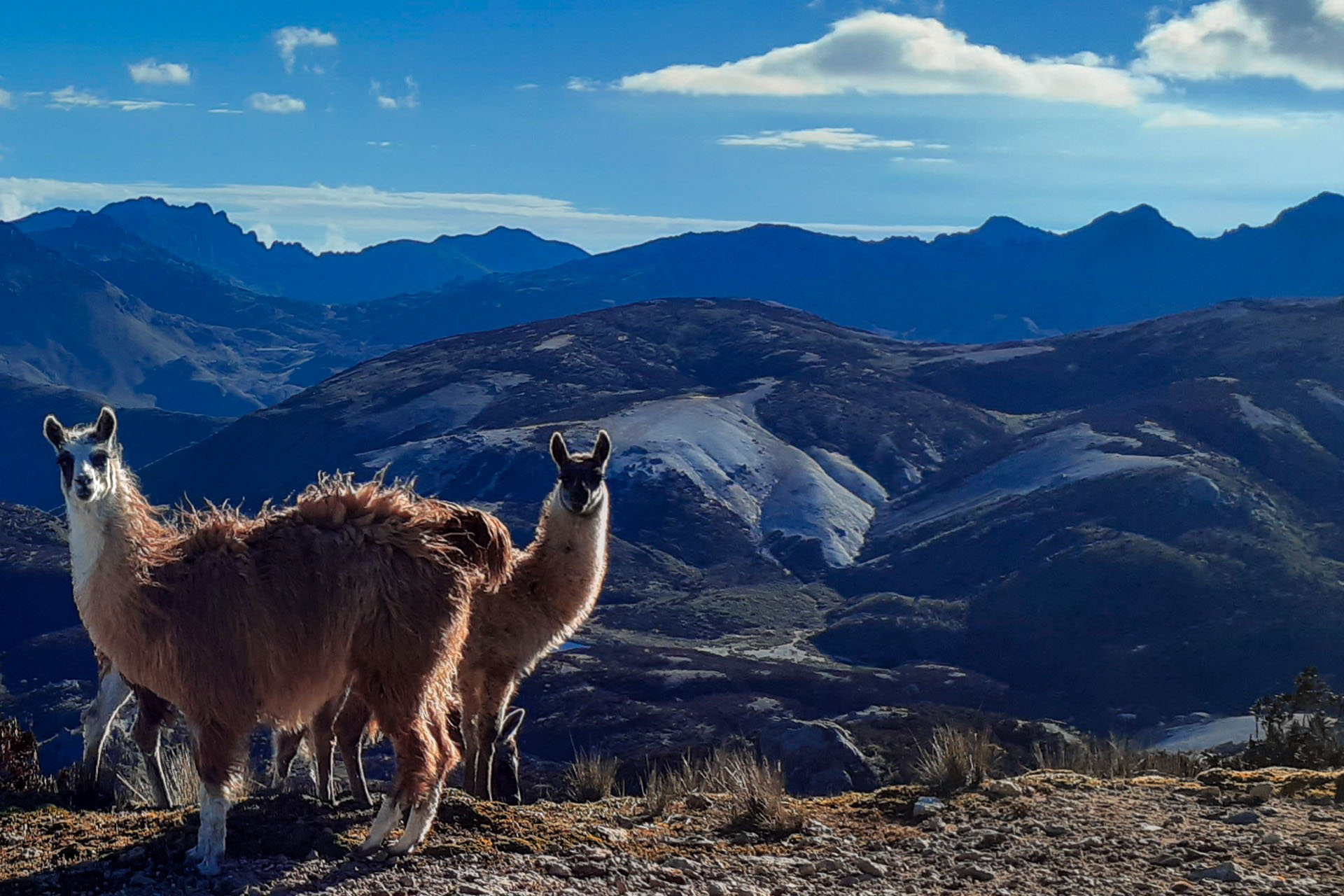 llama